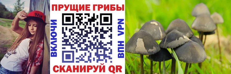 Купить  Нестеров  Псилоцибиновые грибы Psilocybine cubensis 